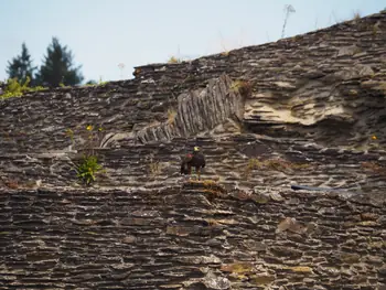 Roofvogelshow in Château de La Roche-en-Ardenne (België)